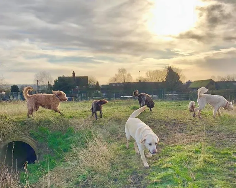 Castle Farm Boarding Kennels