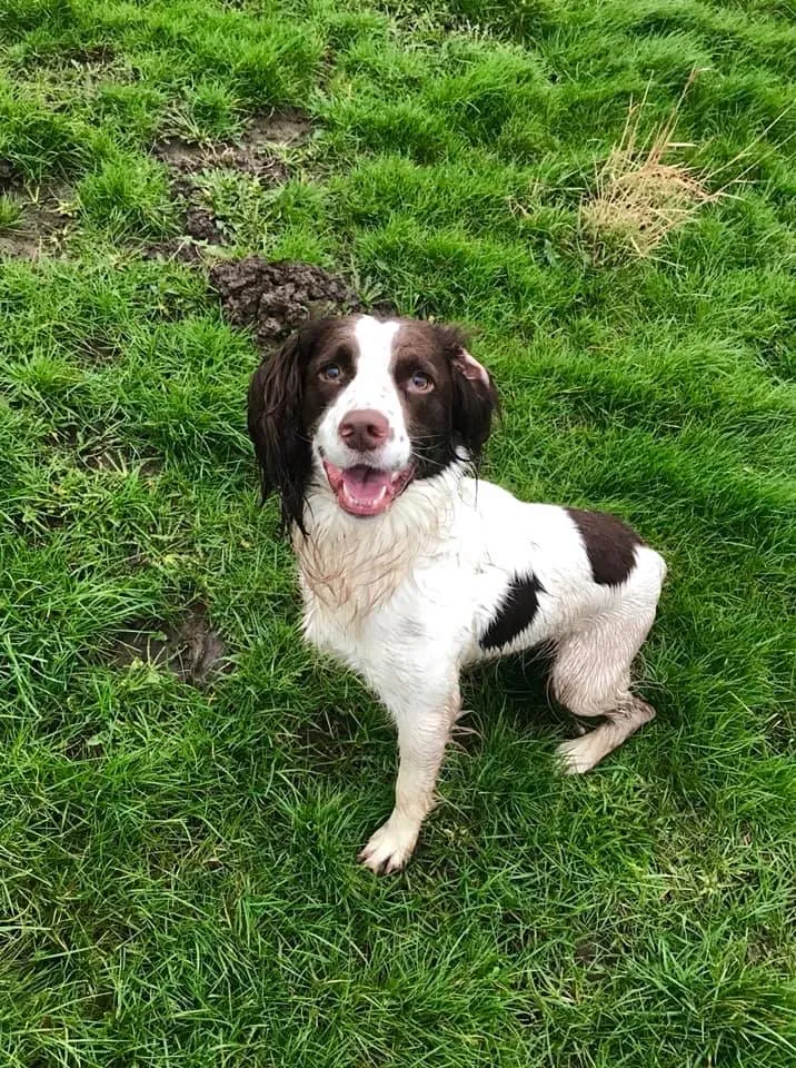 Castle Farm Boarding Kennels