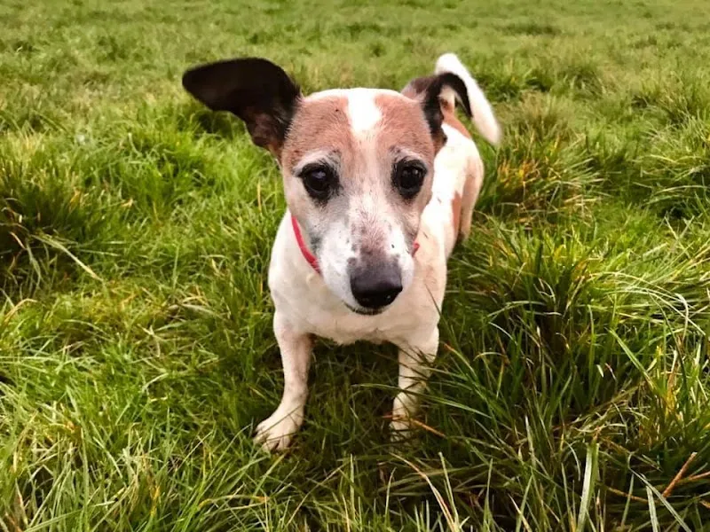 Castle Farm Boarding Kennels