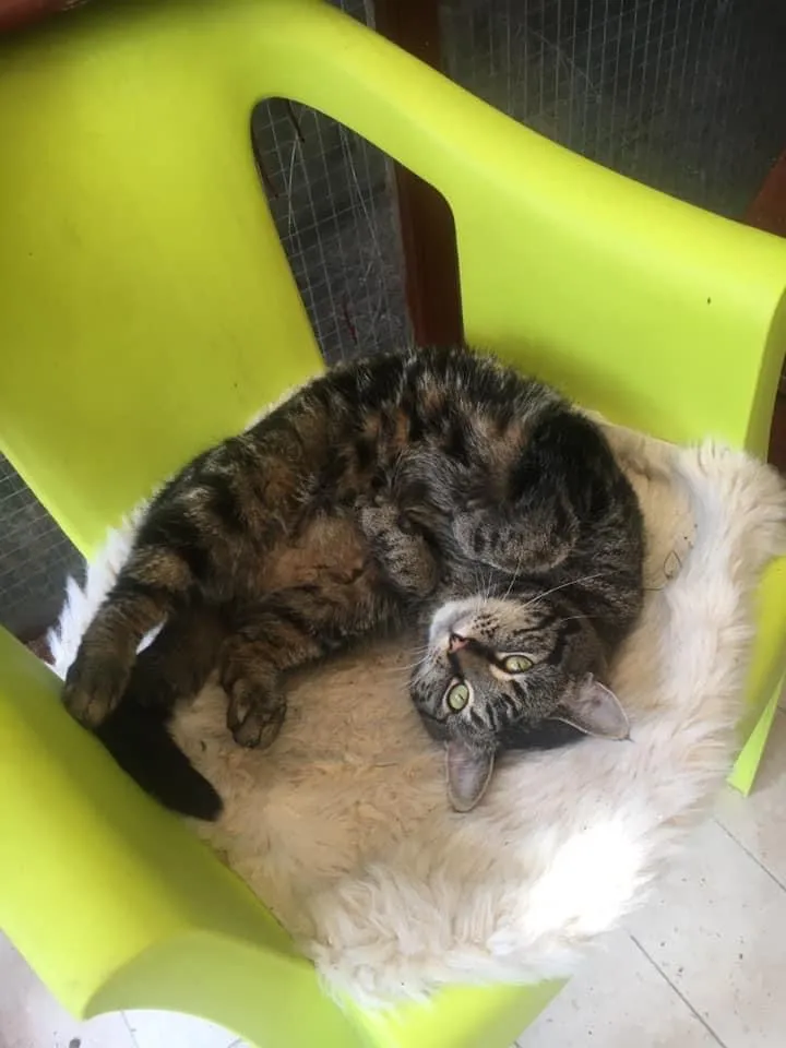 Rabbit Ritz & Cattery