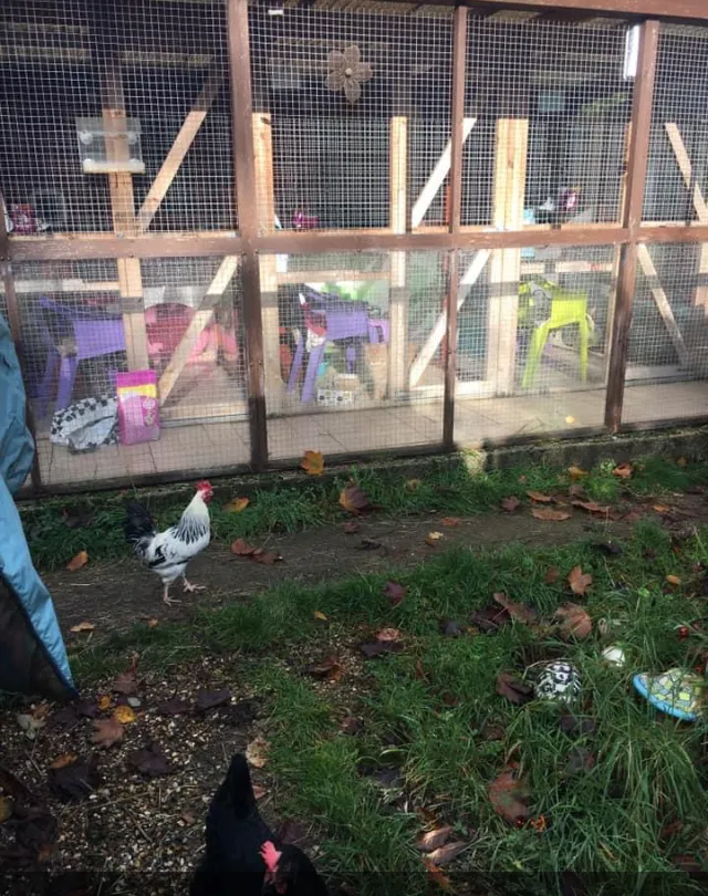 Rabbit Ritz & Cattery