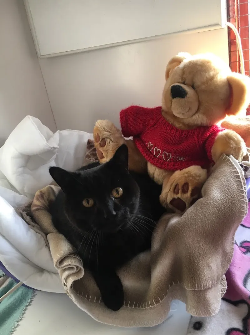 Rabbit Ritz & Cattery