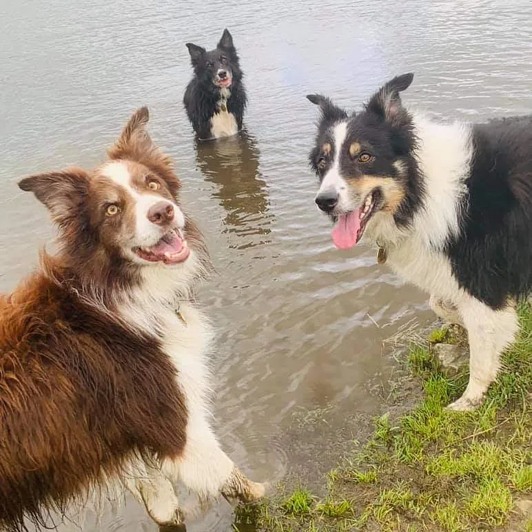 Flatt Farm Boarding Kennels
