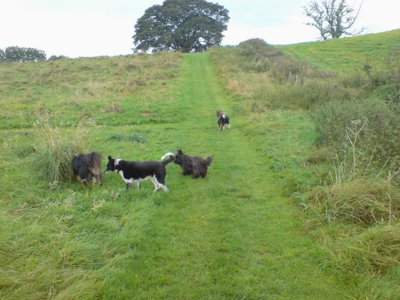 Flatt Farm Boarding Kennels