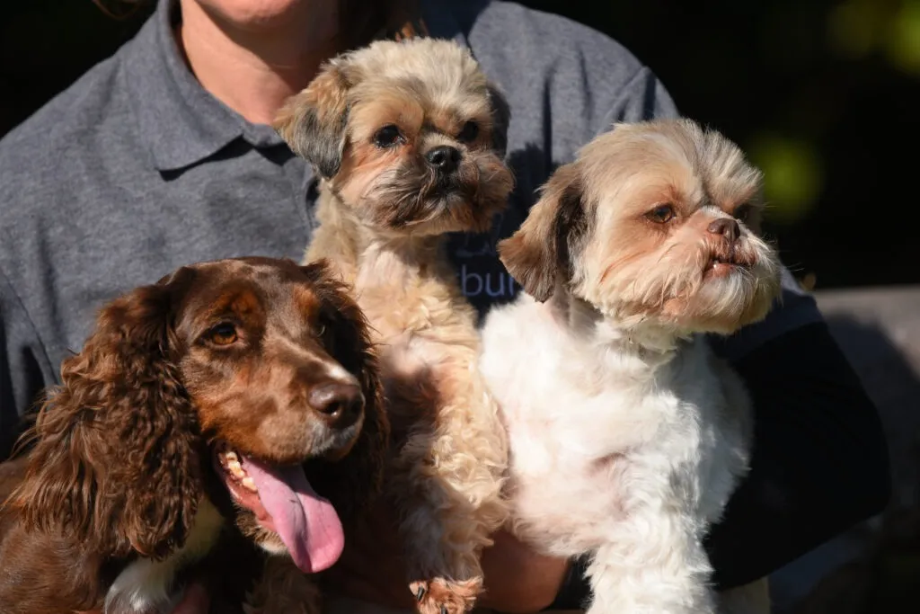 Muirburn Holiday Boarding for Dogs & Cats, Waterlooville - Photo 6 of 6
