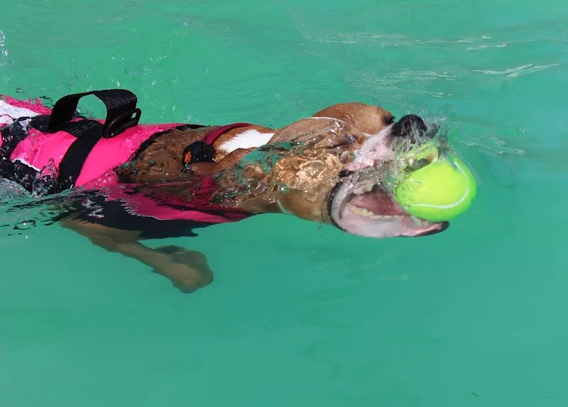 Greendale Farm Kennels and Cattery