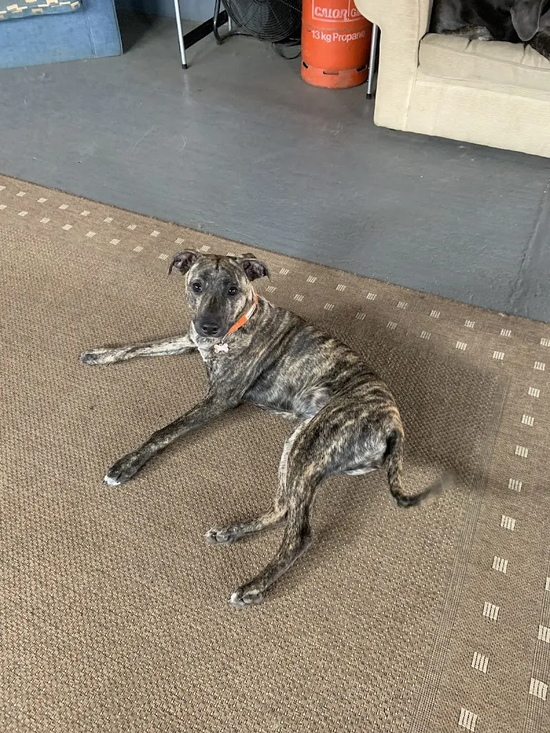 Fenn Breeze Doggy Day Care