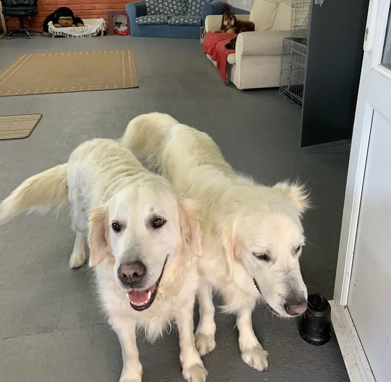 Fenn Breeze Doggy Day Care