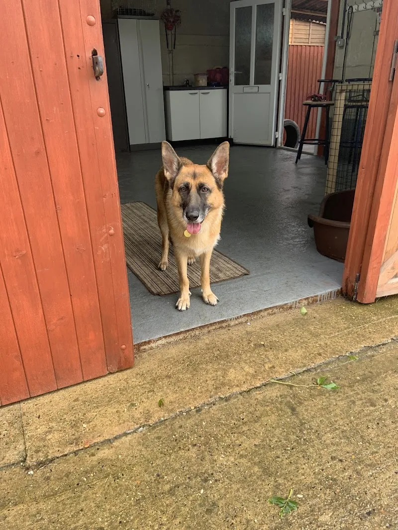 Fenn Breeze Doggy Day Care