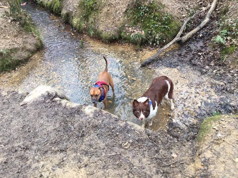 Doggie Holiday Homes Cherque Farm