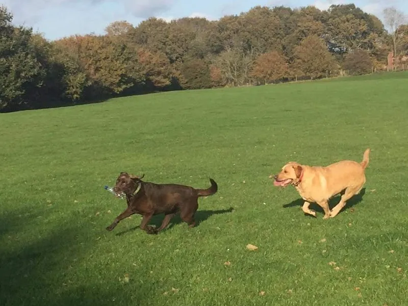 Doggie Holiday Homes Cherque Farm