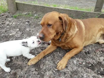Lochends doggy day care, Ayr - Photo 1 of 3