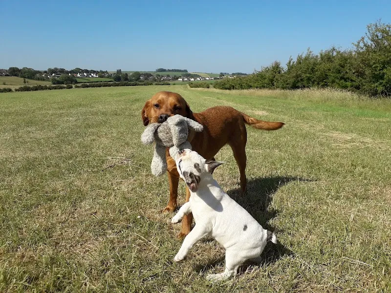 Lochends doggy day care