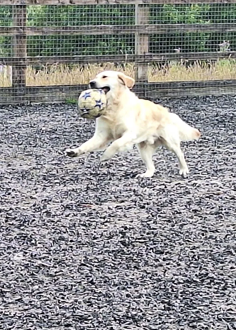 Lochends doggy day care