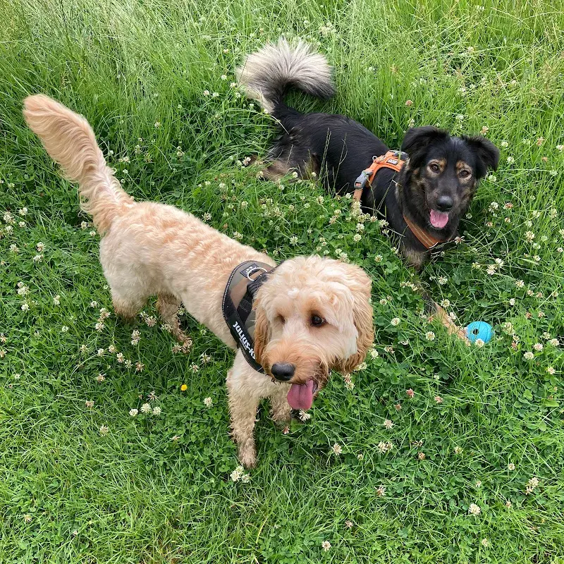 Pet Pack