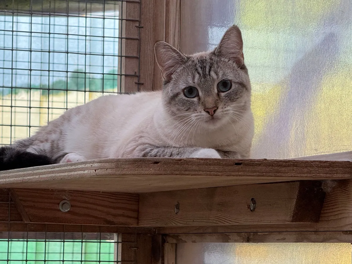 Timbers Boarding Cattery - Photo 2