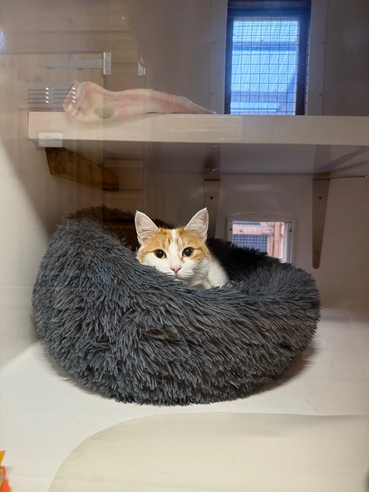 Timbers Boarding Cattery - Photo 3