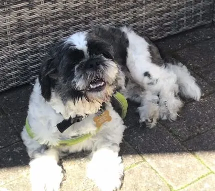 TheGoodDogsLife, HOME Boarding & Day care for Small Dogs, Weston-super-Mare - Photo 1 of 4
