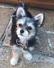 TheGoodDogsLife, HOME Boarding & Day care for Small Dogs, Weston-super-Mare - Photo 4 of 4