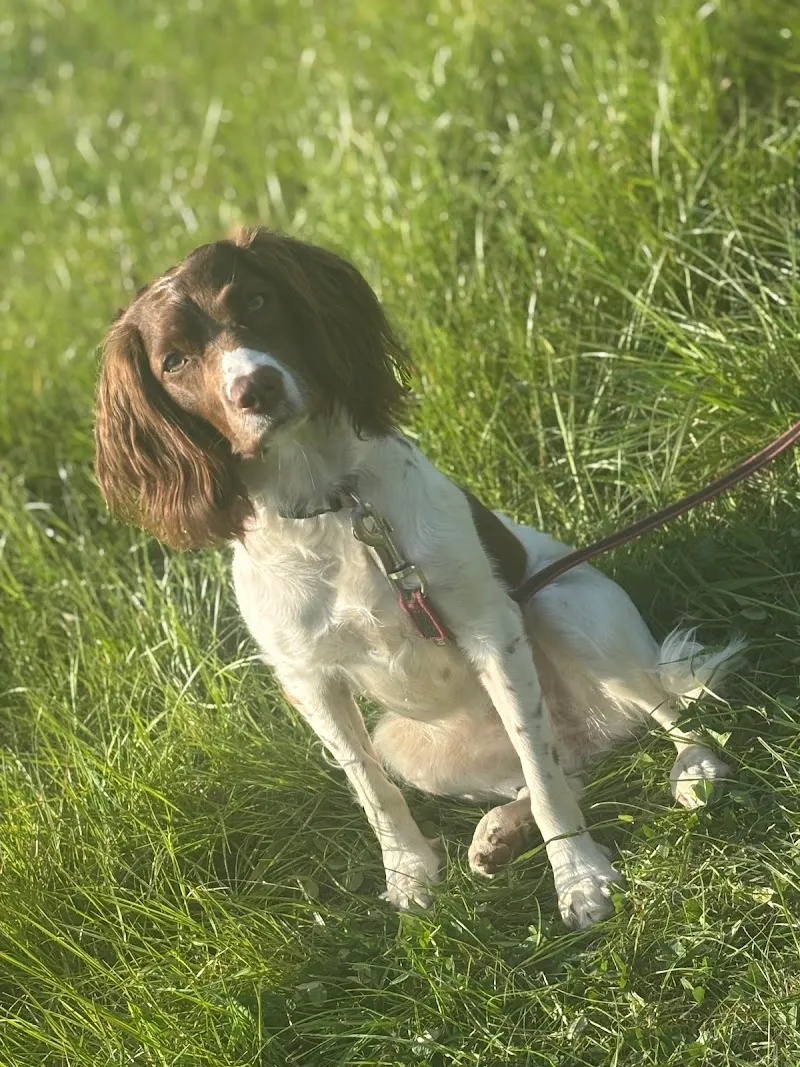 House O’th Hill - Luxury Boarding Dog Kennels