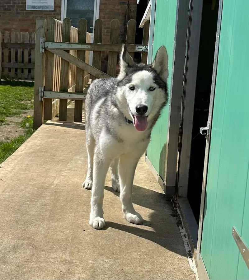 Spiriteddawn Kennels