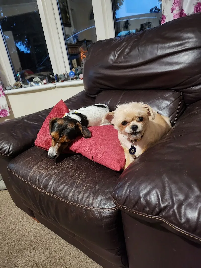 Spiriteddawn Kennels