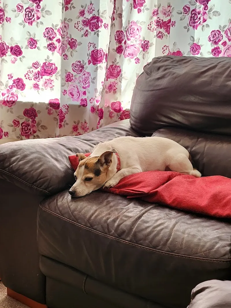 Spiriteddawn Kennels