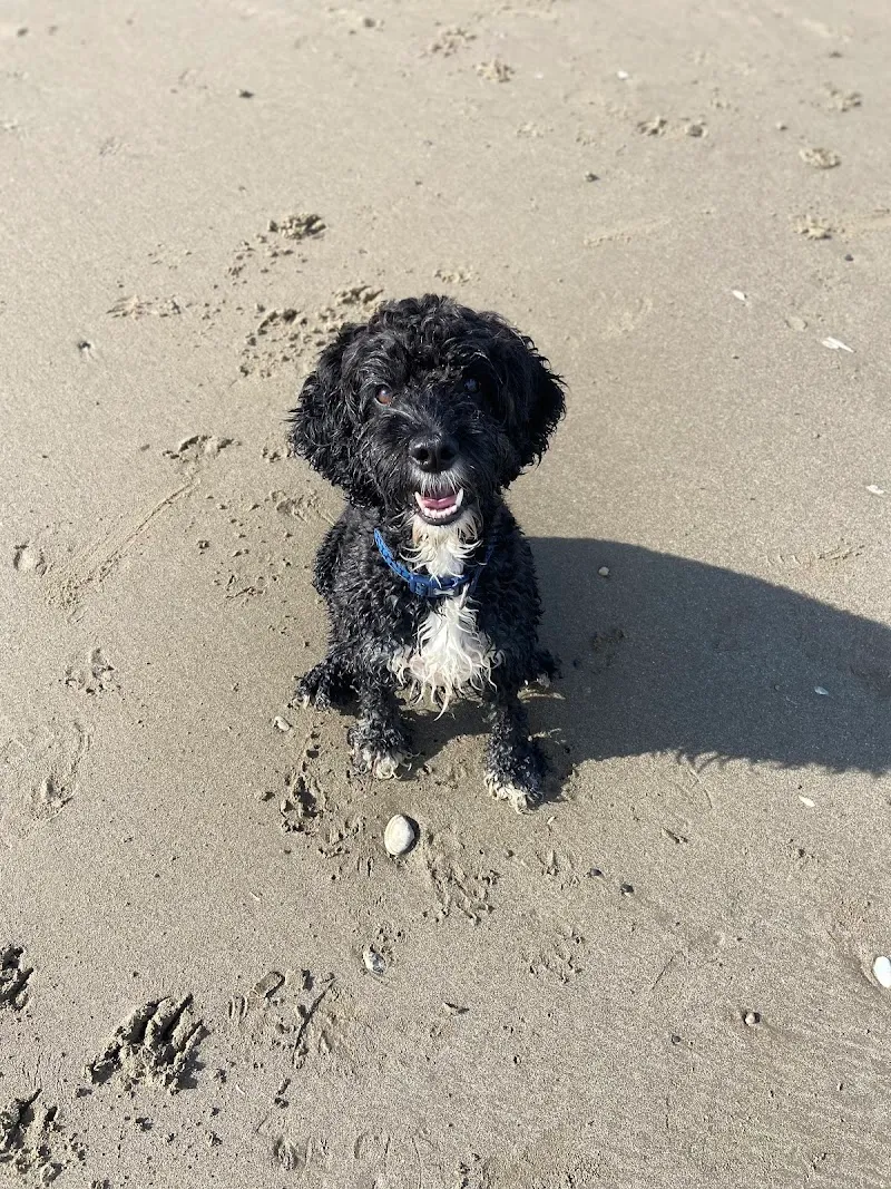 The Grange Boarding Kennels & Cattery