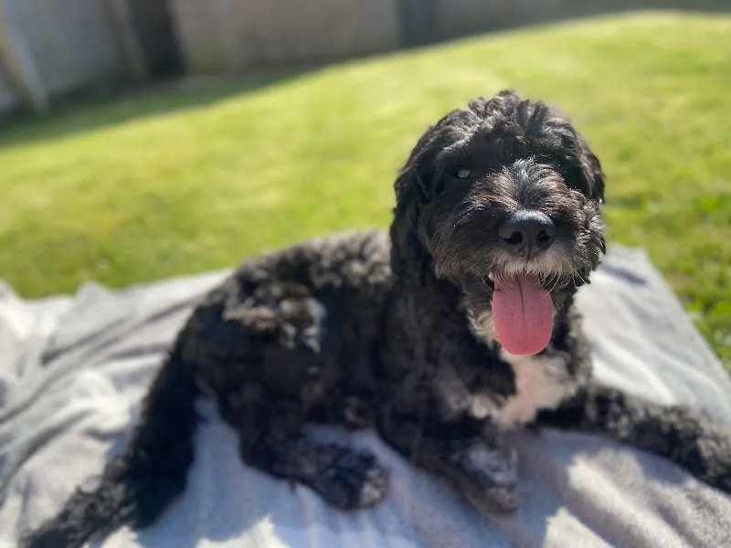 The Grange Boarding Kennels & Cattery
