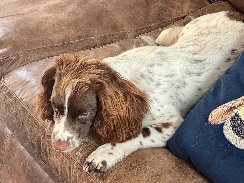 The Grange Boarding Kennels & Cattery