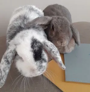 Stenson bunny boarding, Derby - Photo 1 of 2