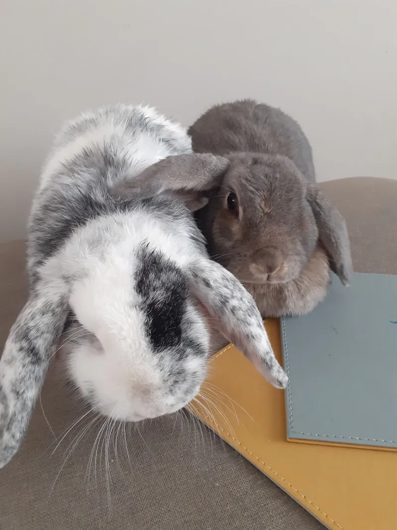 Stenson bunny boarding