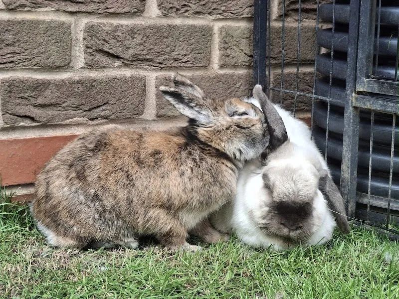 Stenson bunny boarding