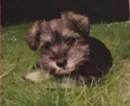 In The Dog House Brentwood, Brentwood