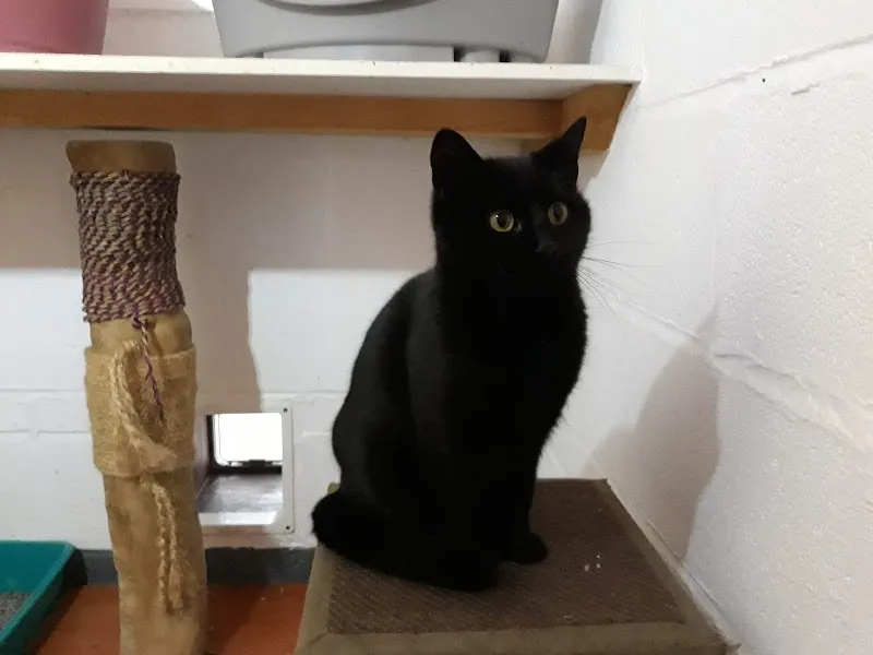 Northwood Grange Cattery