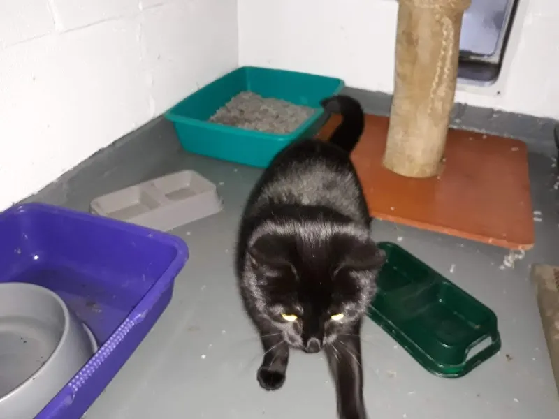 Northwood Grange Cattery