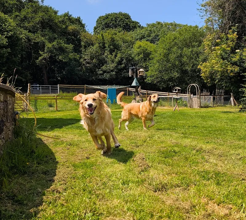 Chepstow Doggy Daycare