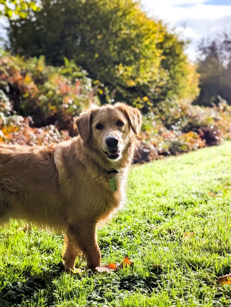 Chepstow Doggy Daycare