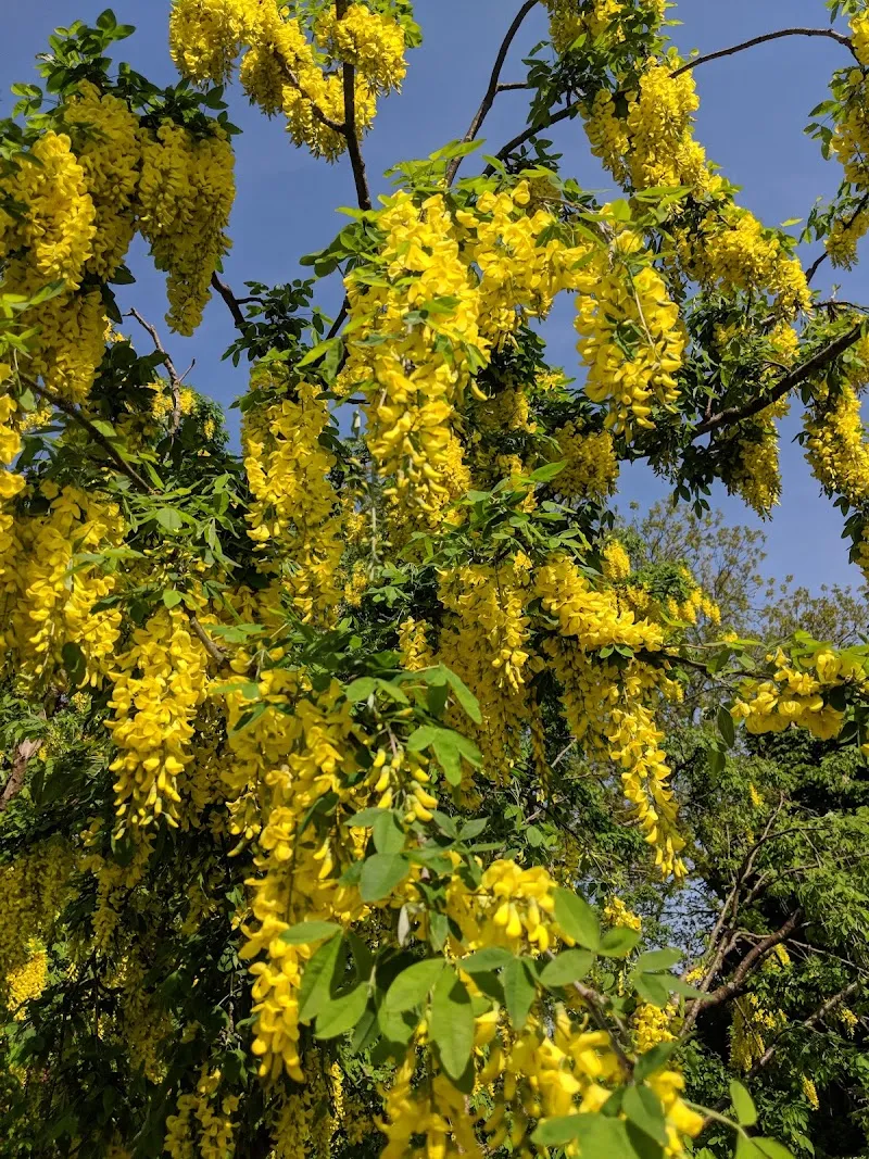 Greenacres Kennels & Cattery