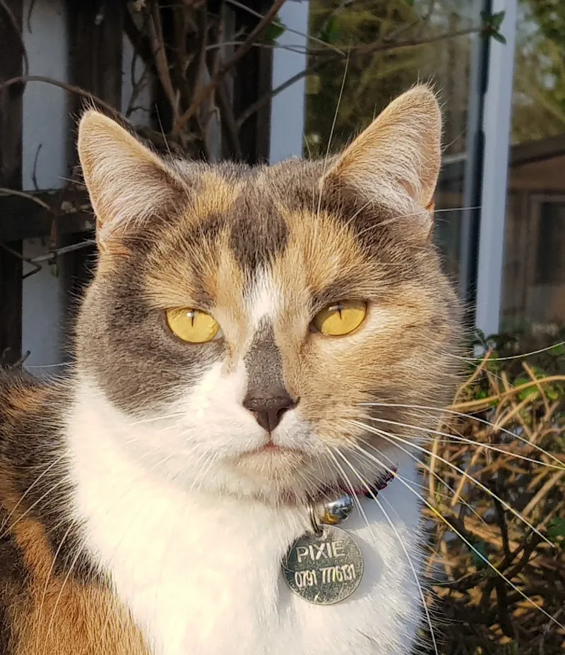 Brook Park Farm Boarding Cattery