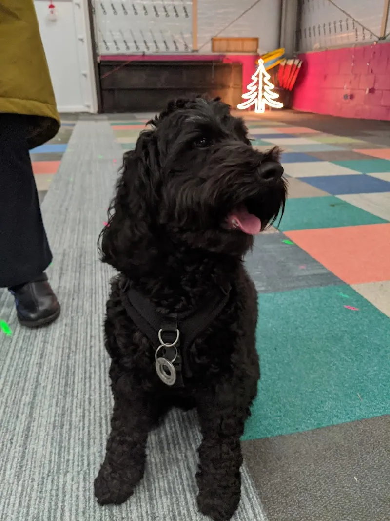 Breckenridge House - Home of Paws & Pups