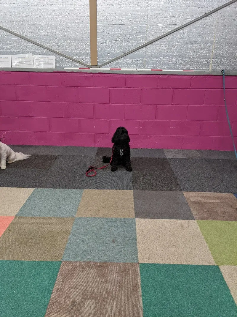 Breckenridge House - Home of Paws & Pups