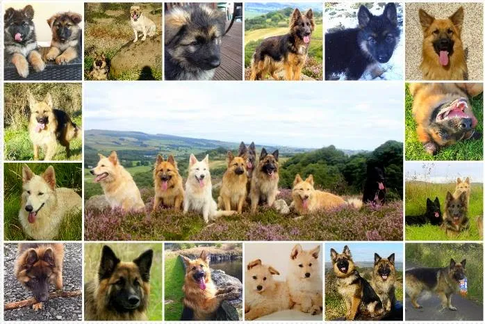 Breckenridge House - Home of Paws & Pups