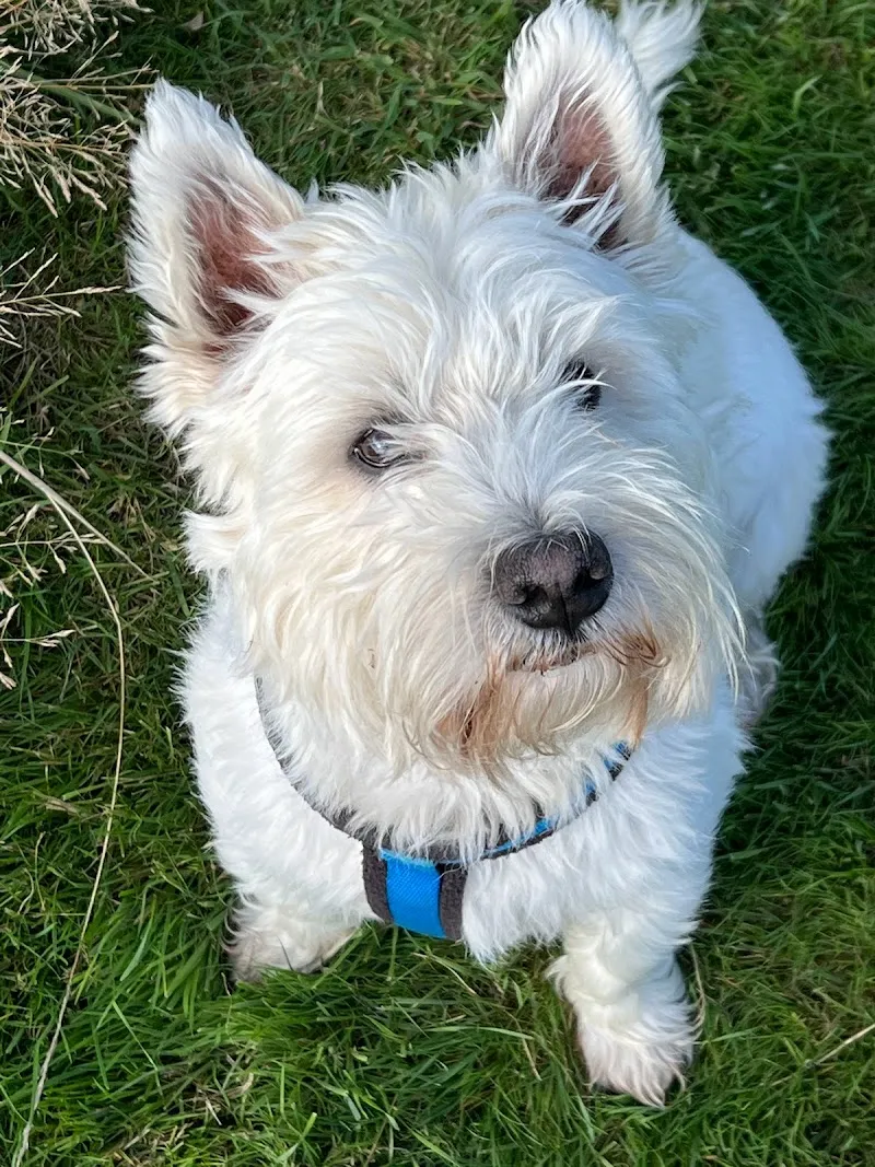 WAGG ’n’ HEELS Ltd