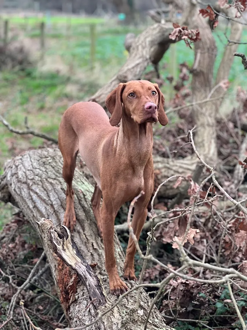 WAGG ’n’ HEELS Ltd