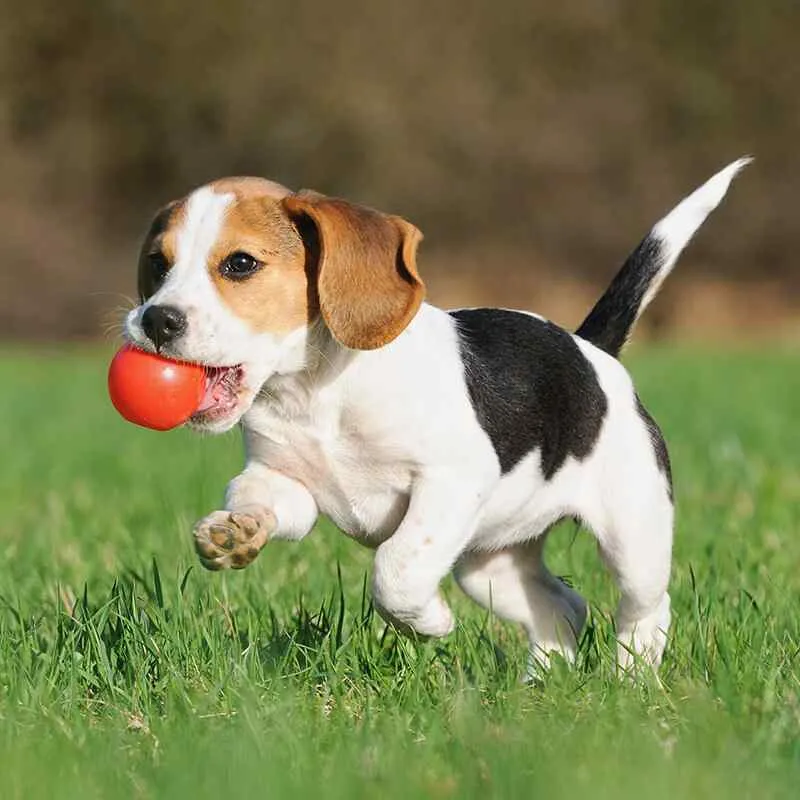 Kirsty's Pawfect Pet Boarding & Day Care Burscough - Image 2