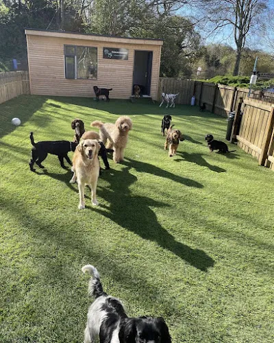 Dowland doggies daycare and boarding, Limavady - Photo 1 of 2