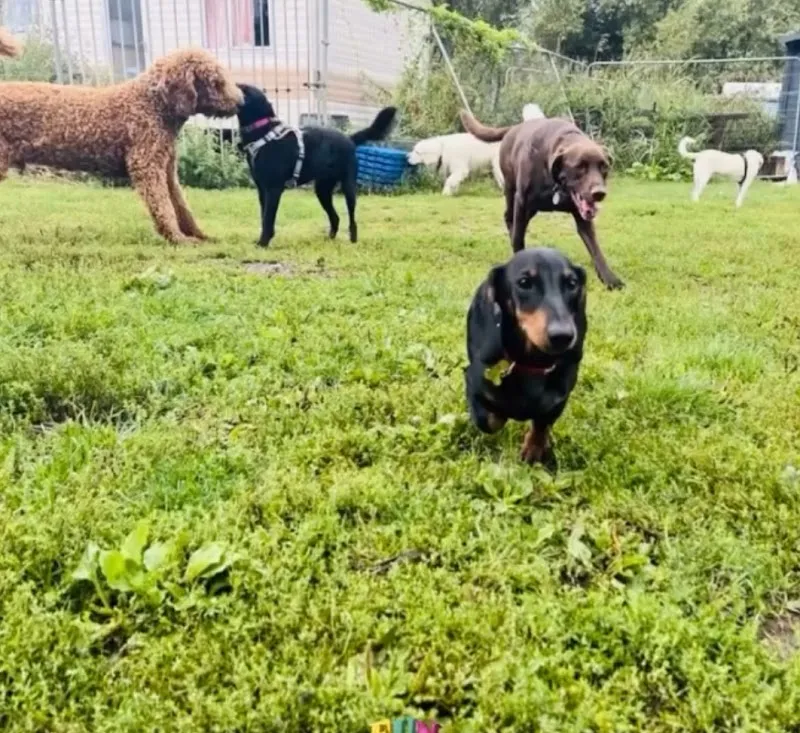 Pampered Pooches dog daycare and kennels