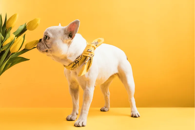 The Cambridge PawHub