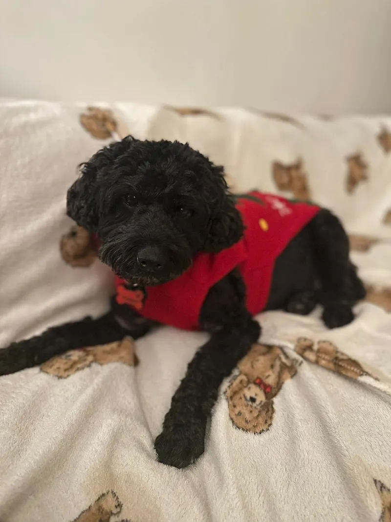 The Cambridge PawHub